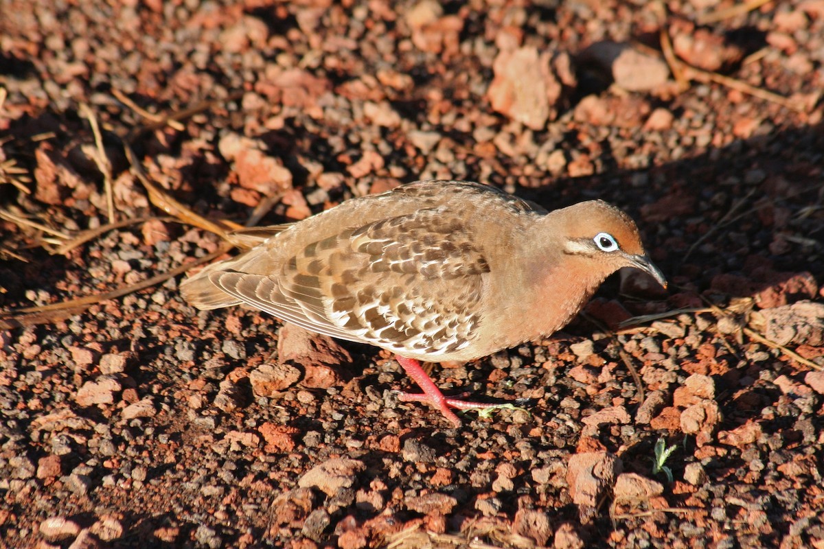 Tourterelle des Galapagos - ML597073001