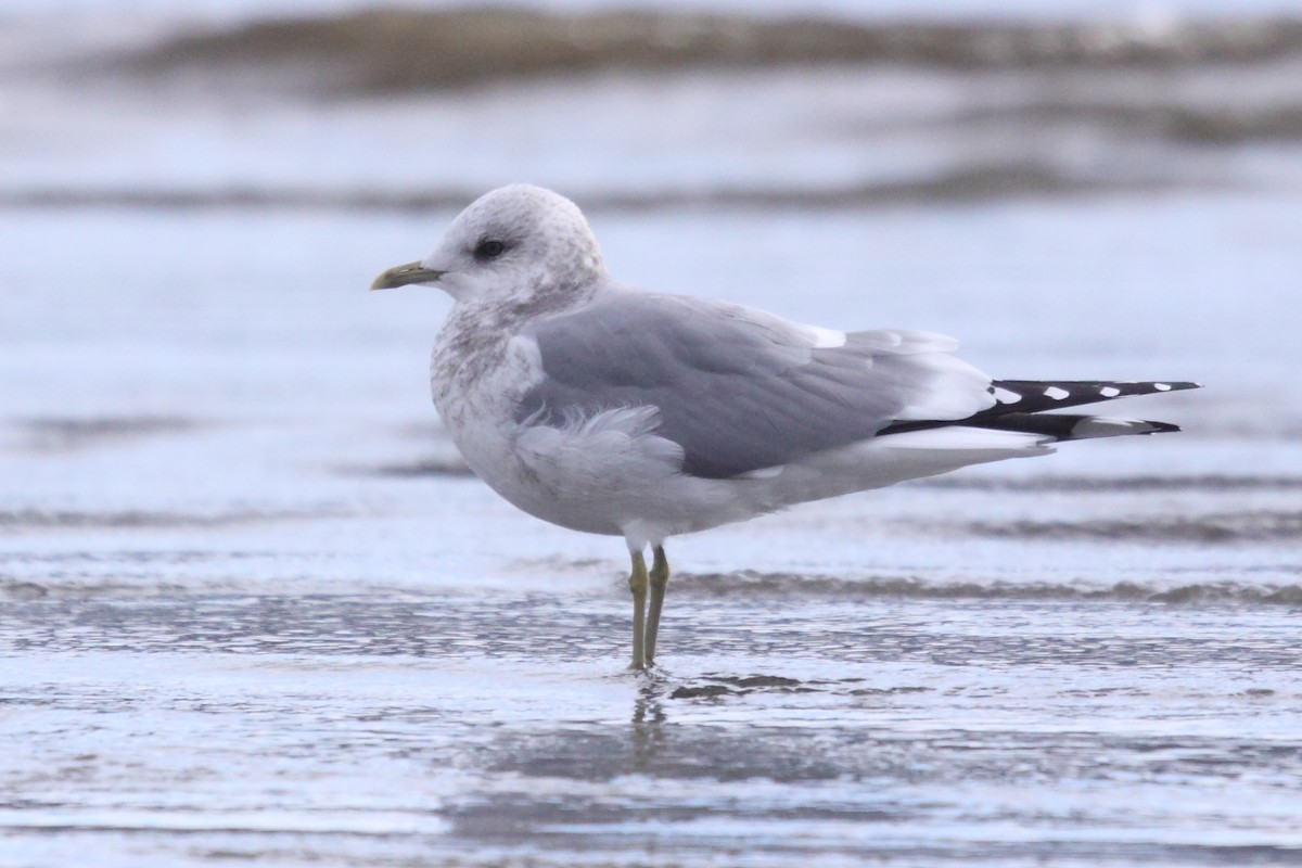 Short-billed Gull - ML597073101