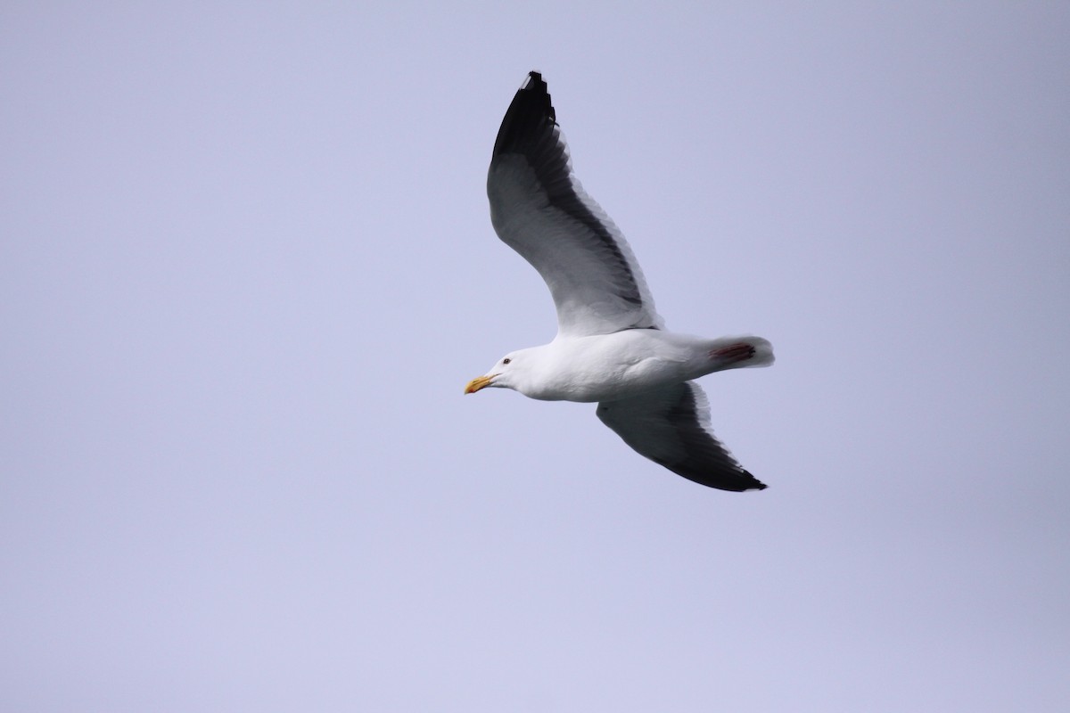 Western Gull - ML597073541