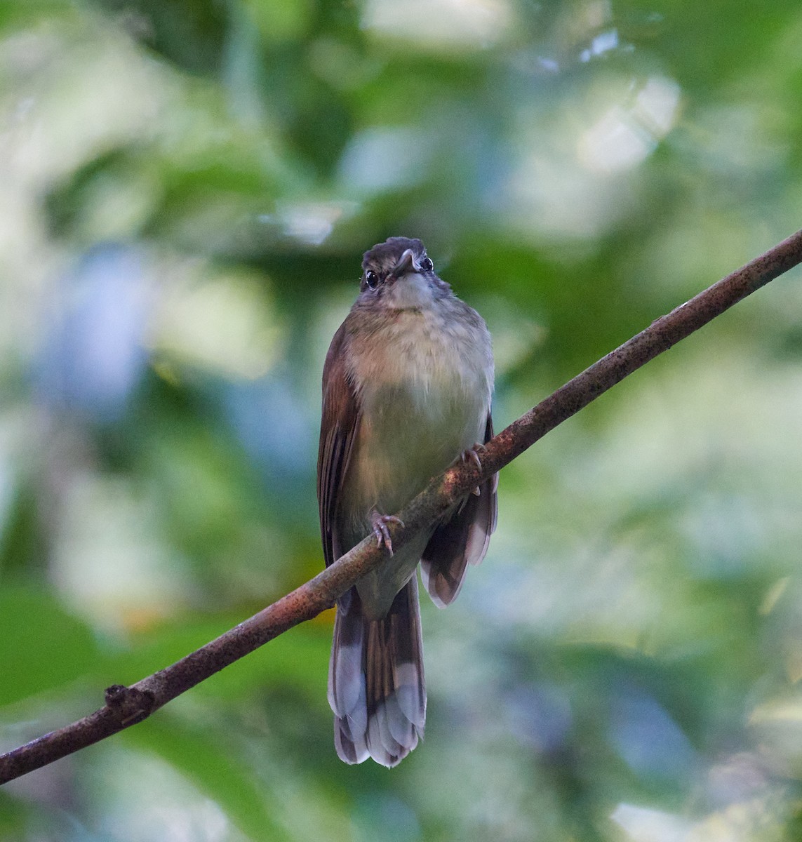 Hook-billed Bulbul - ML597074341