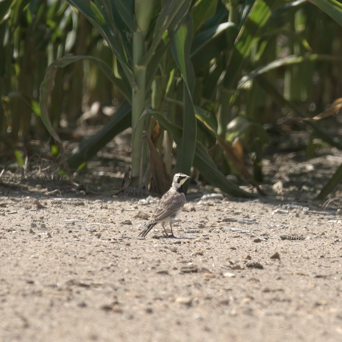 Horned Lark - ML597074491