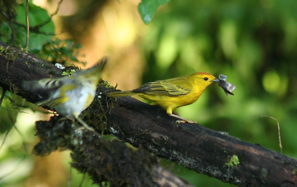 Paruline jaune - ML597074721