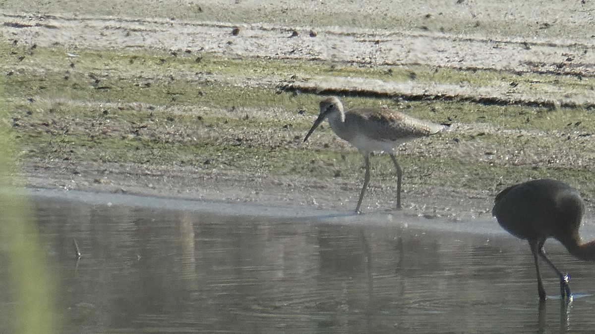 Willet - ML597074771