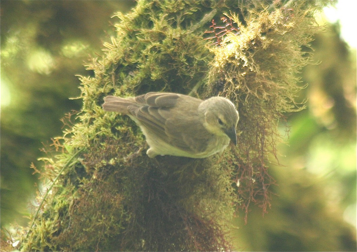 Woodpecker Finch - ML597075341