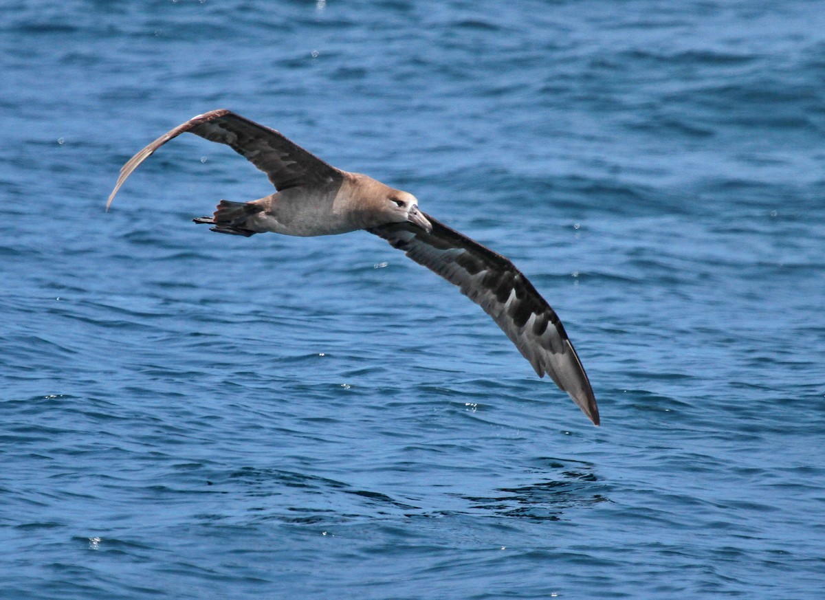 Black-footed Albatross - ML597075411