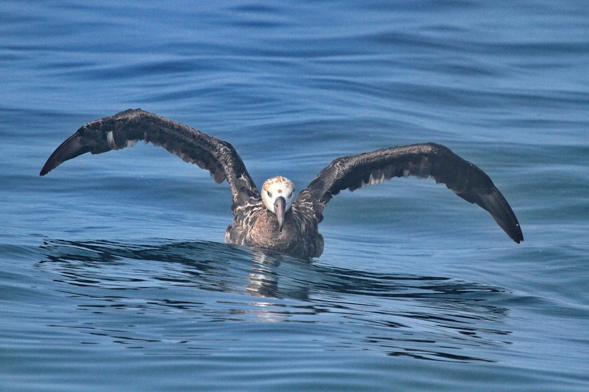 Black-footed Albatross - ML597075531