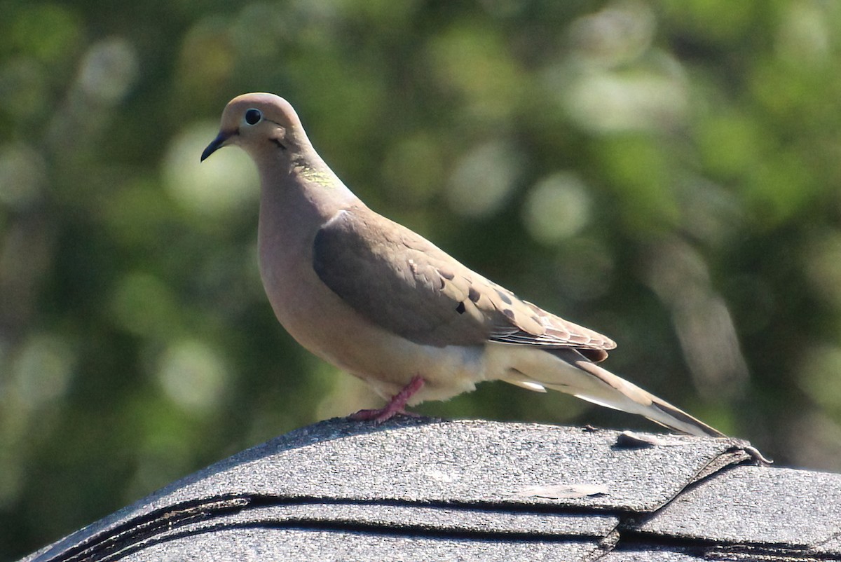 Mourning Dove - ML597075561