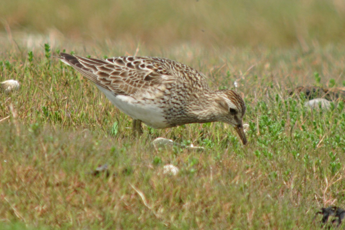 Pectoral Sandpiper - Jean Iron