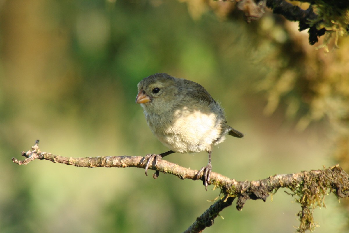 Small Tree-Finch - ML597076111