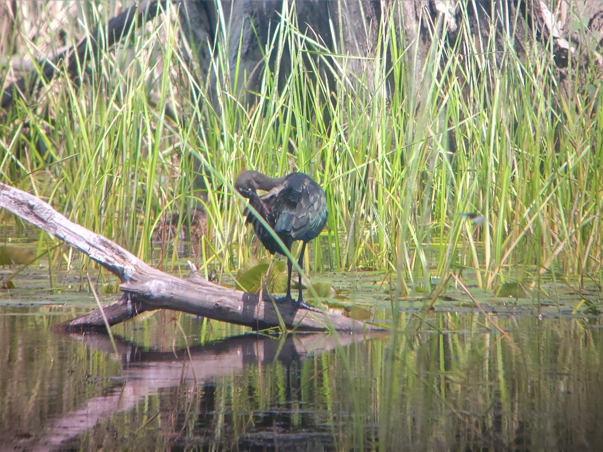 Mignattaio - ML597076291