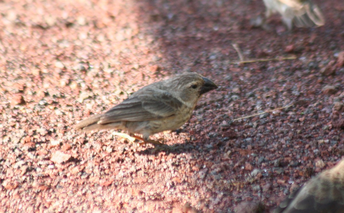 Large Ground-Finch - ML597076501