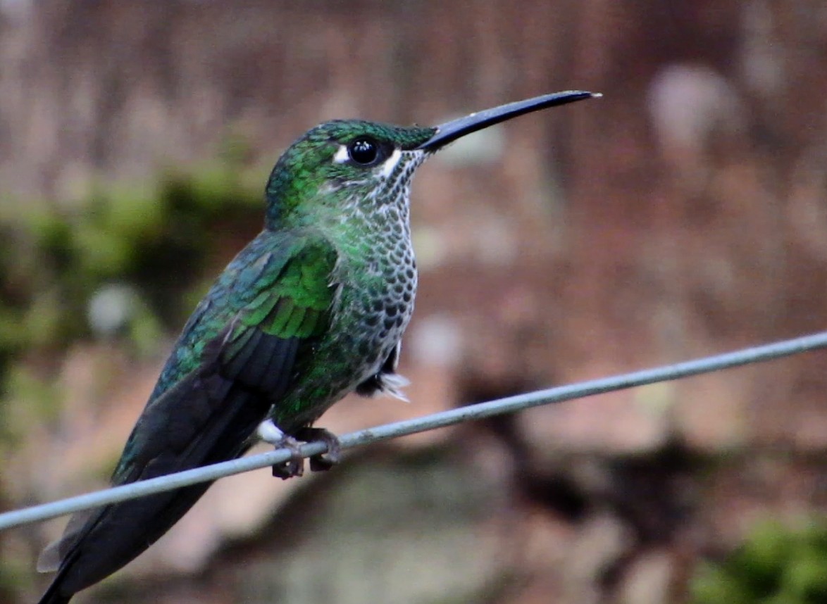 Green-crowned Brilliant - ML597076971