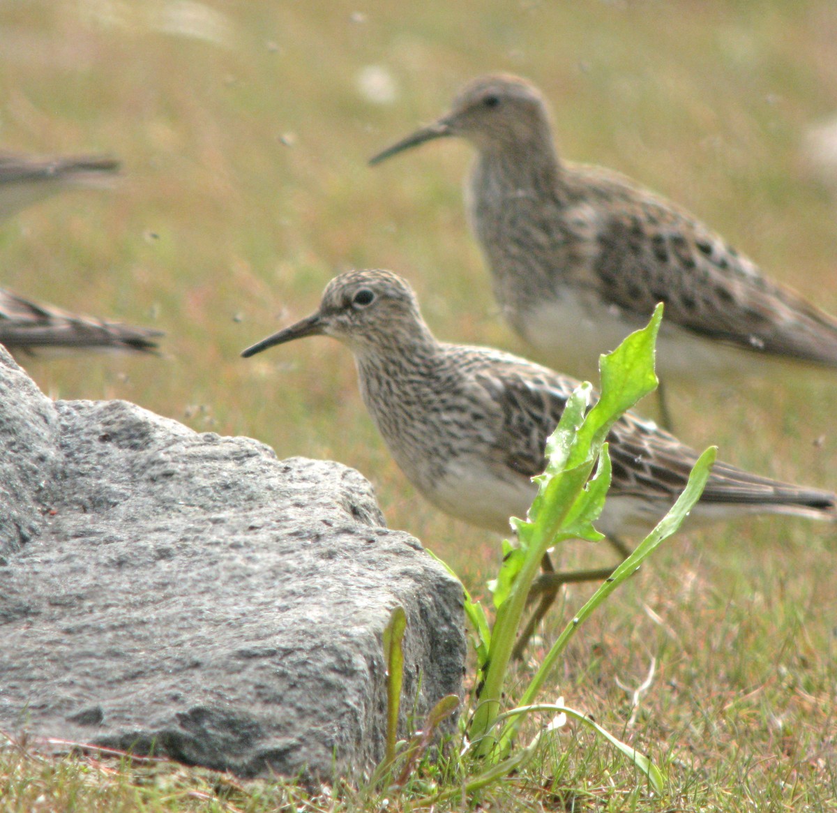 Graubrust-Strandläufer - ML597077211