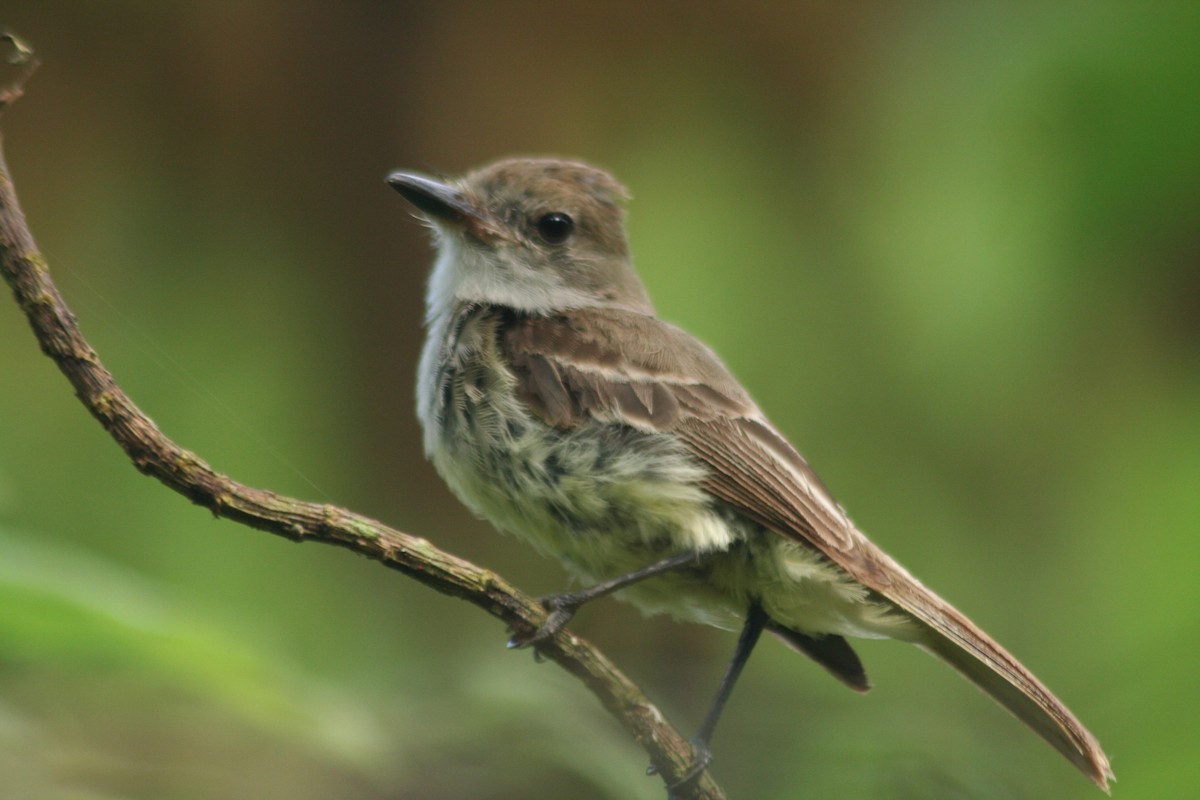 Galapagos Flycatcher - ML597077221