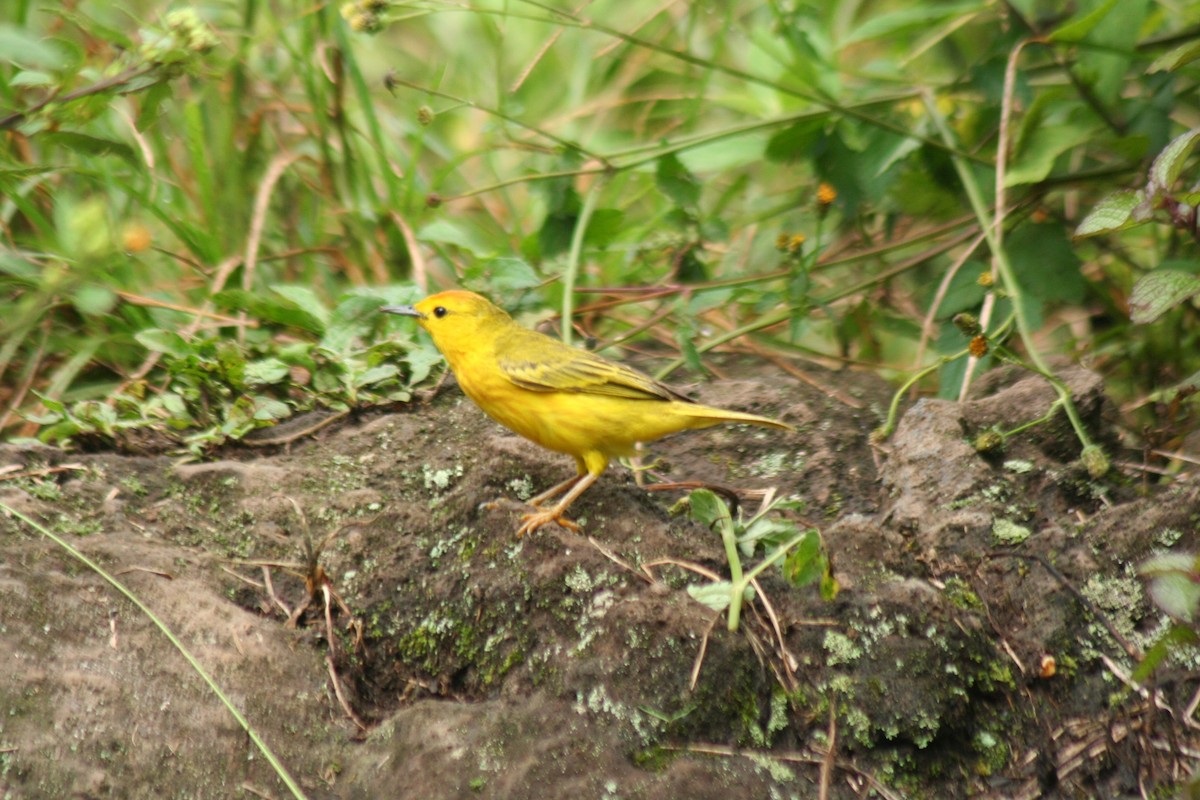 Yellow Warbler - Eric DeFonso 🦑