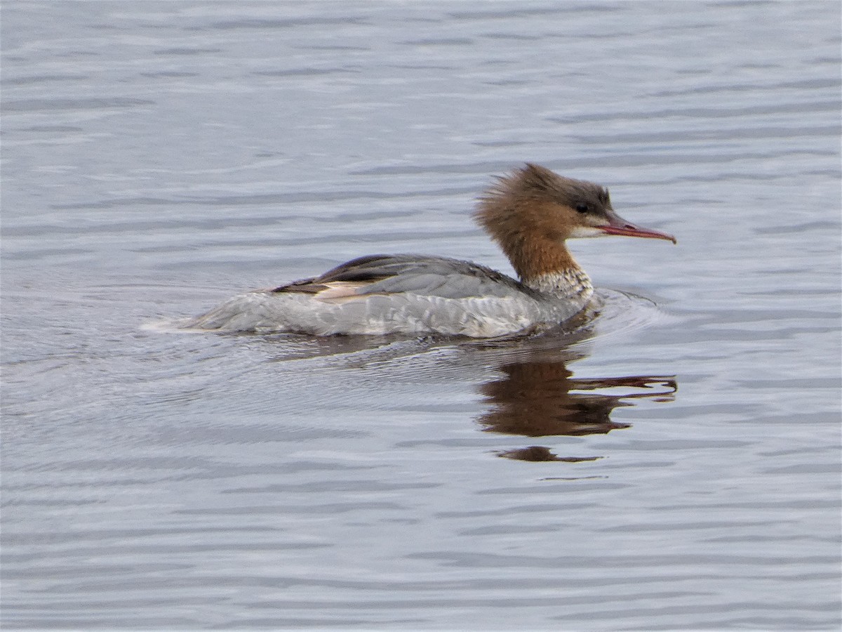 Common Merganser - Mike Tuer