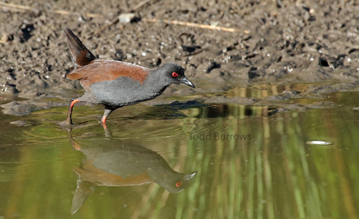 Spotless Crake - Todd Burrows