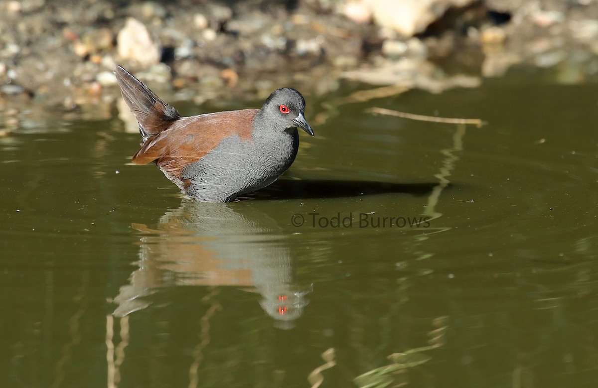 Spotless Crake - Todd Burrows