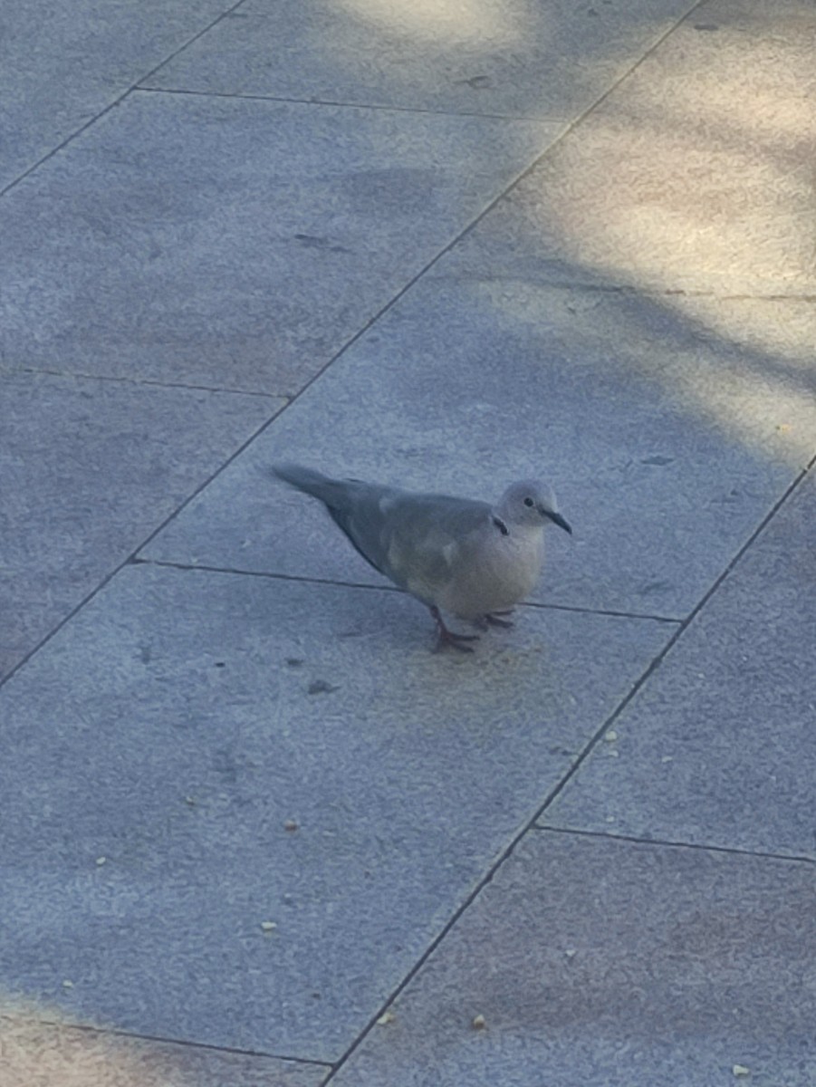 Eurasian Collared-Dove - ML597078491