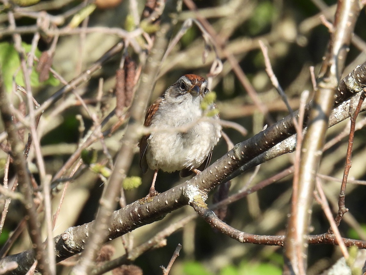 Swamp Sparrow - ML597078981