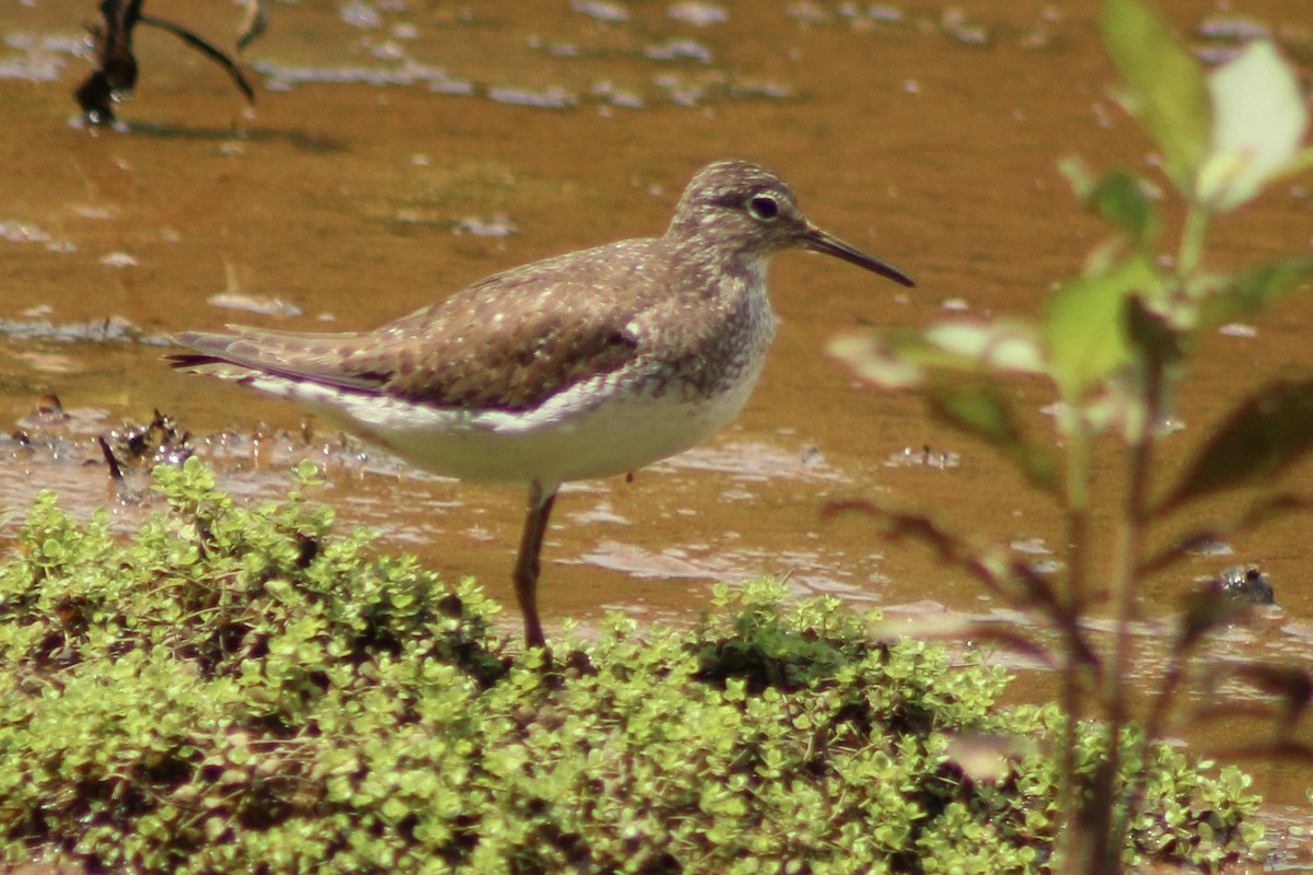 Solitary Sandpiper - Kevin Markham