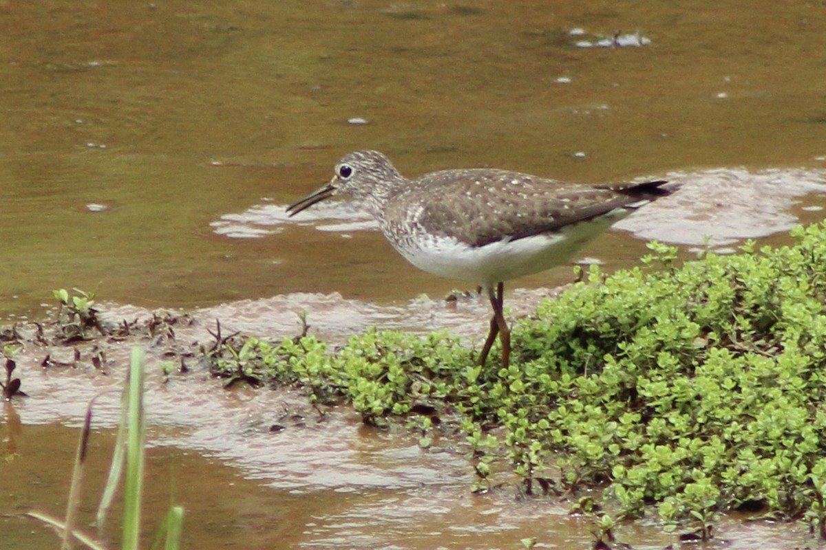 Solitary Sandpiper - Kevin Markham