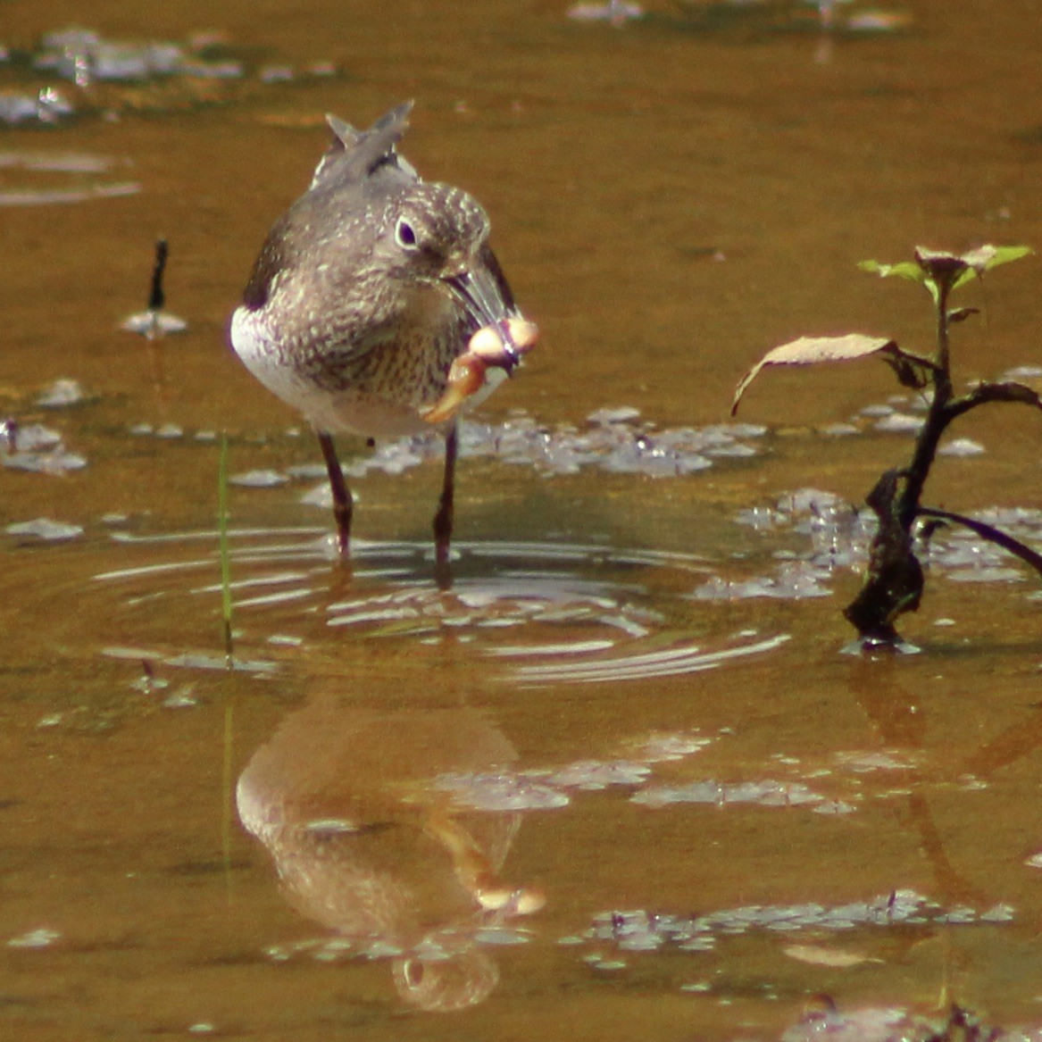 Solitary Sandpiper - ML597079281