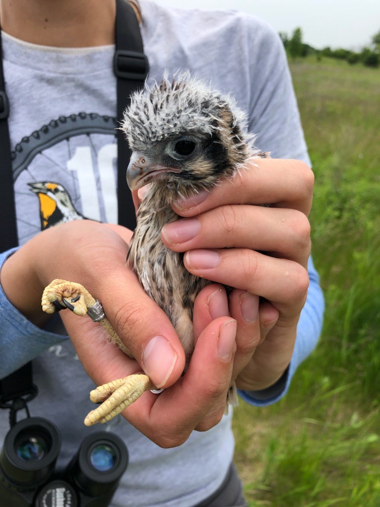 American Kestrel - ML597080041