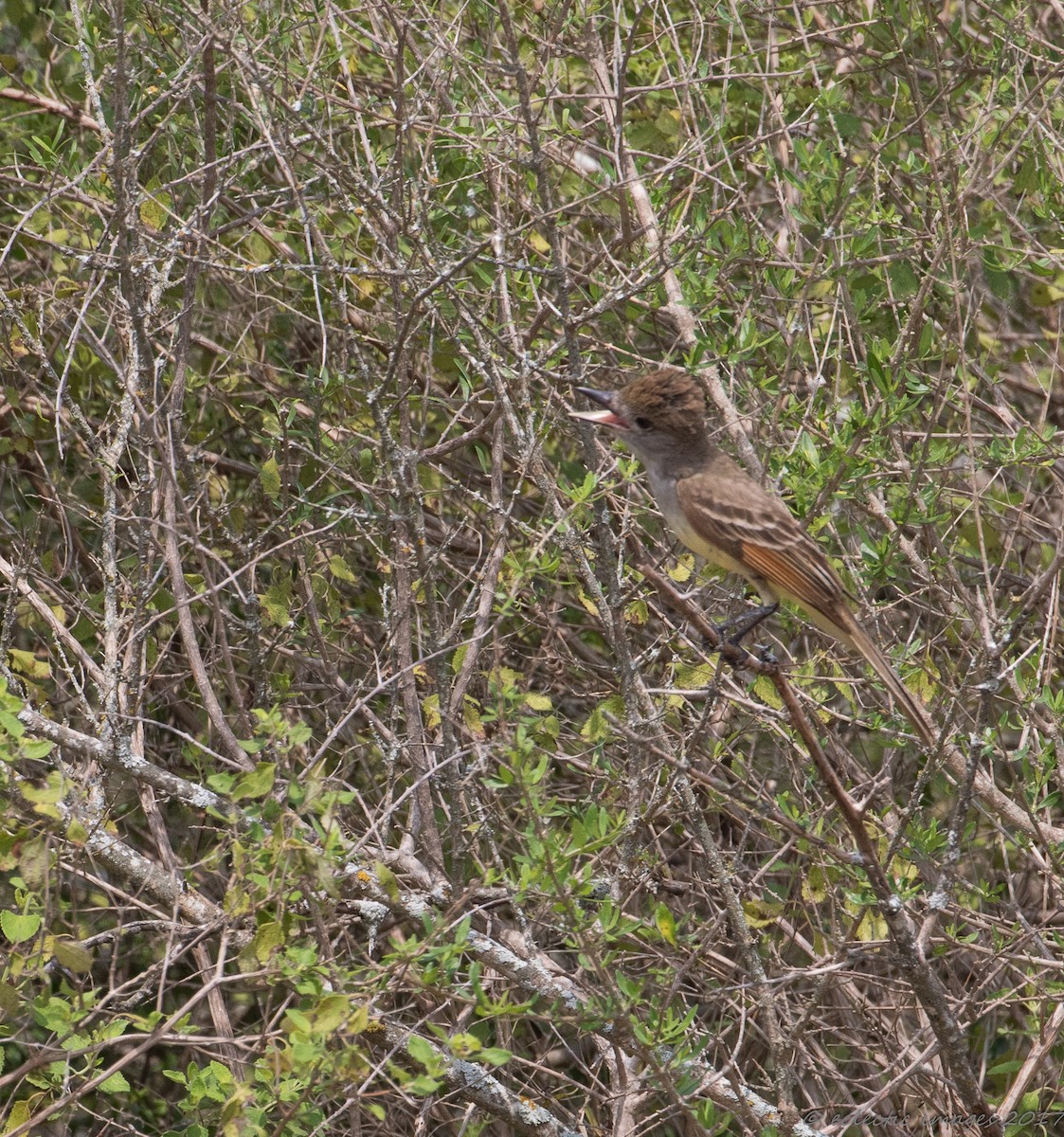 Great Crested Flycatcher - ML59708031