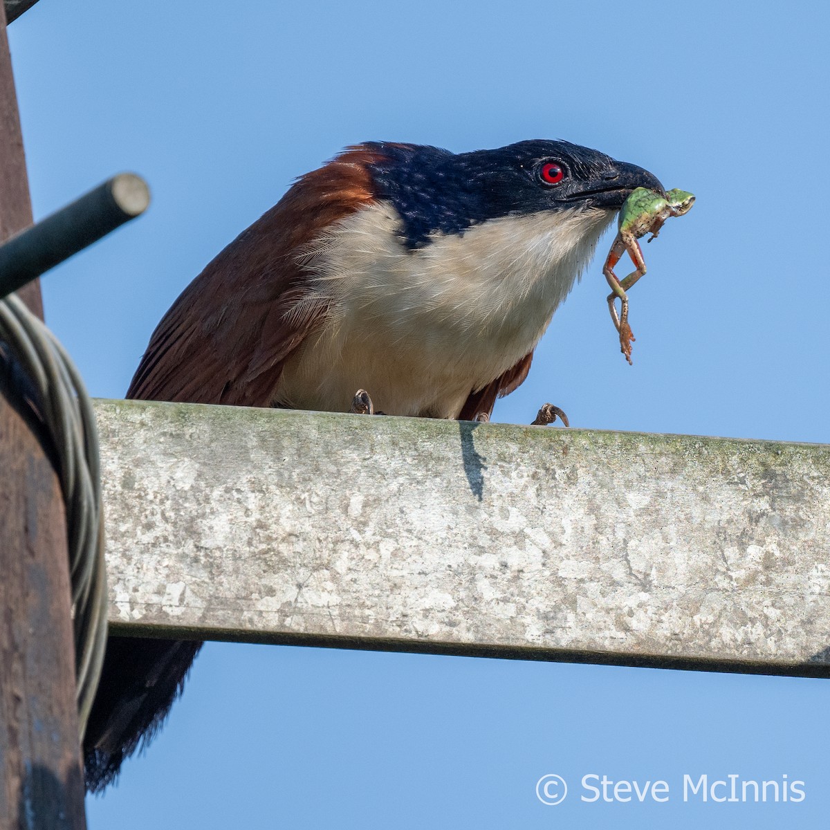 Senegal Coucal - ML597080321