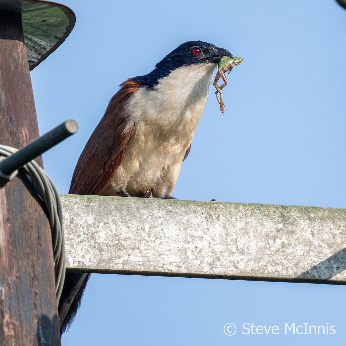 Senegal Coucal - ML597080331