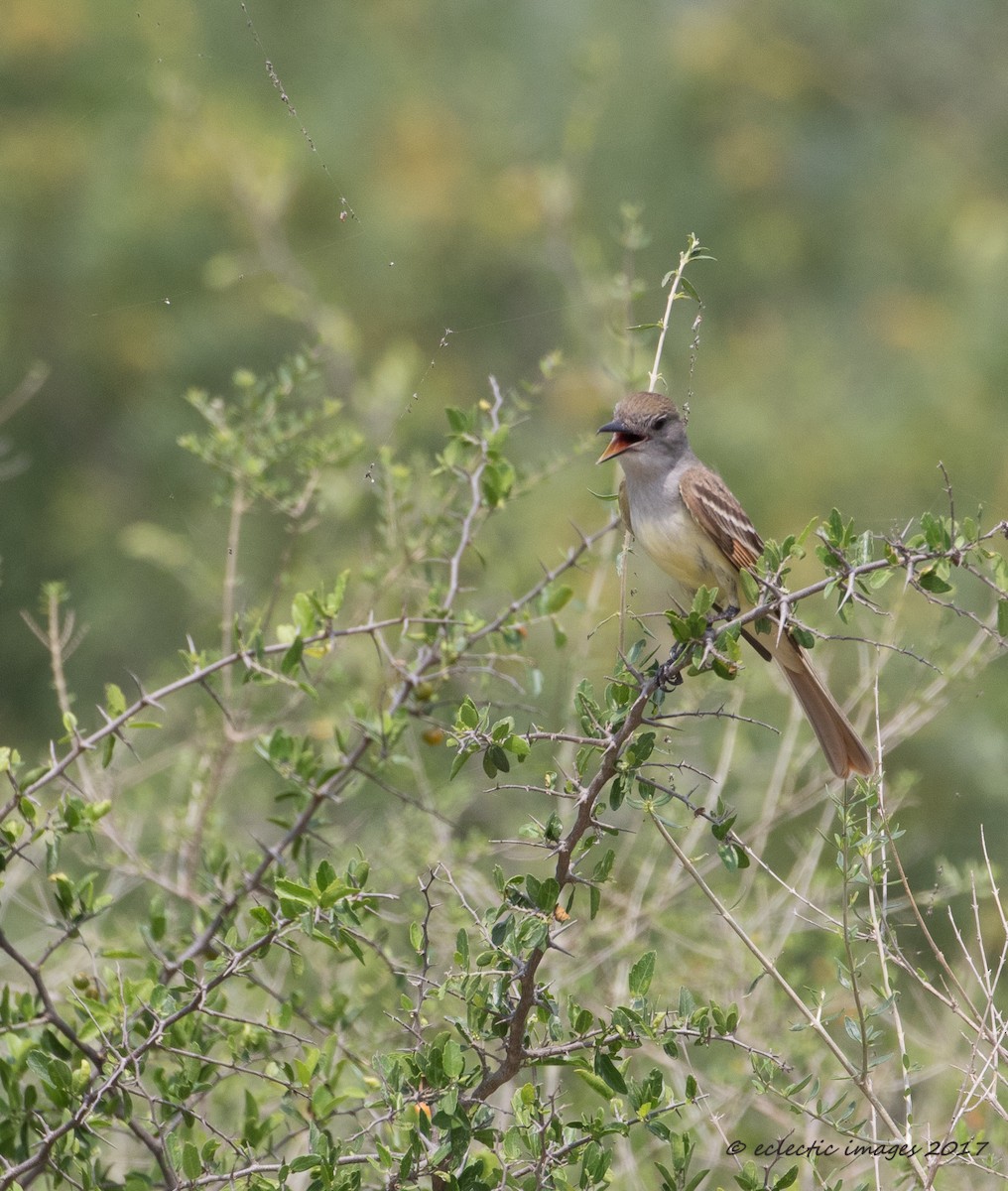 Great Crested Flycatcher - ML59708071