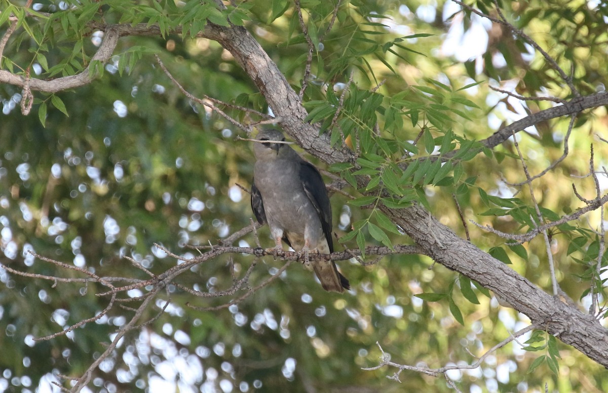 Mississippi Kite - ML597080891