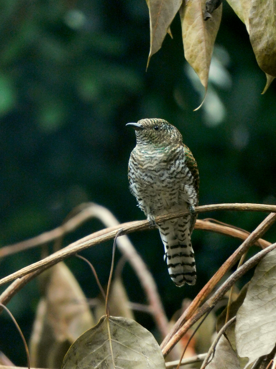 Klaas's Cuckoo - ML597081581