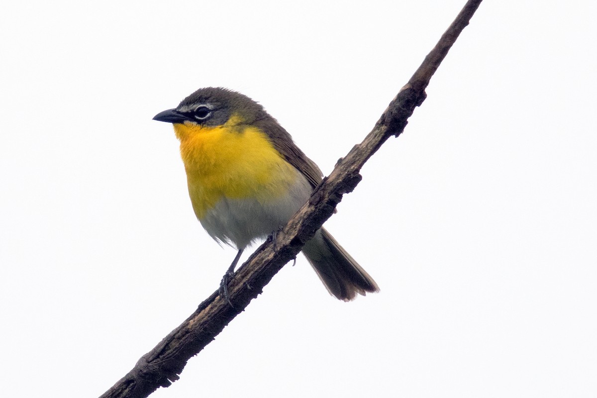 Yellow-breasted Chat - ML59708201