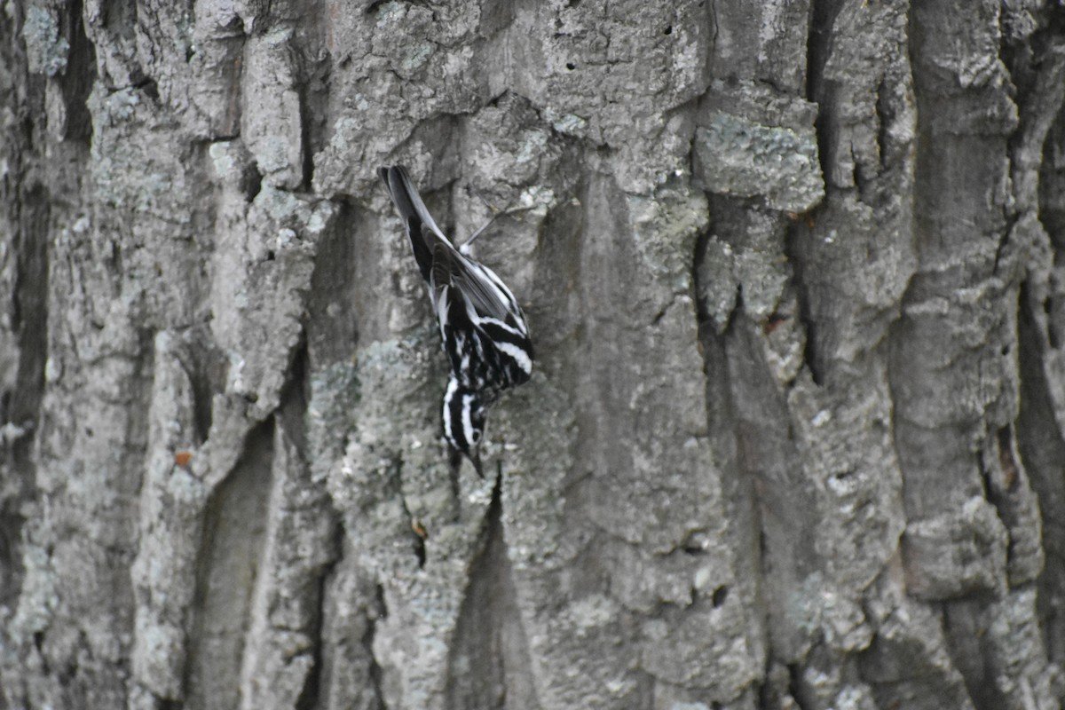 Black-and-white Warbler - ML59708261