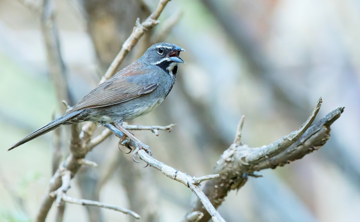 Five-striped Sparrow - Connor Cochrane