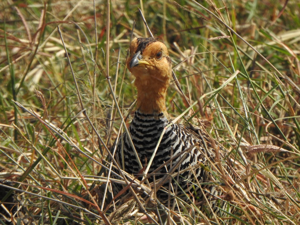 Coqui Francolin - ML597083091