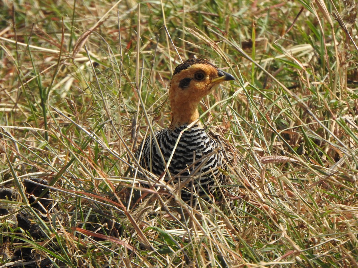 Coqui Francolin - ML597083101