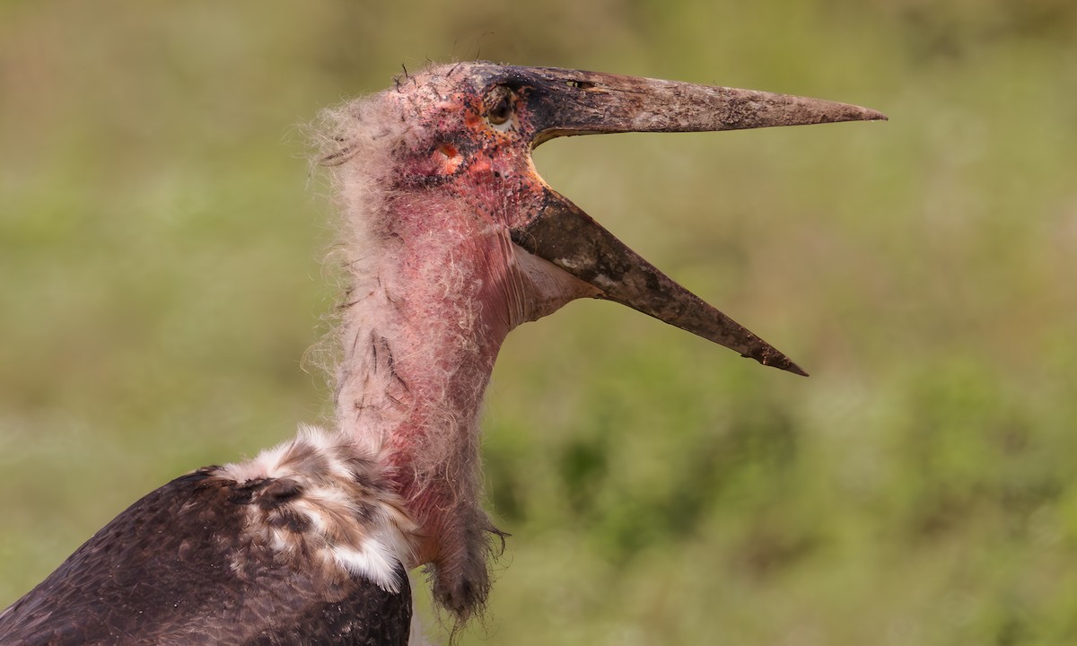 Marabou Stork - Steve Kelling
