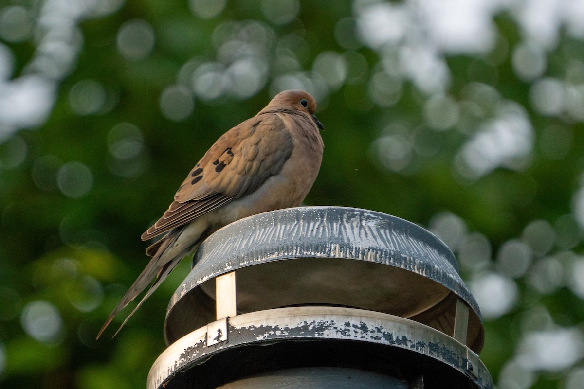 Mourning Dove - Keith Lea