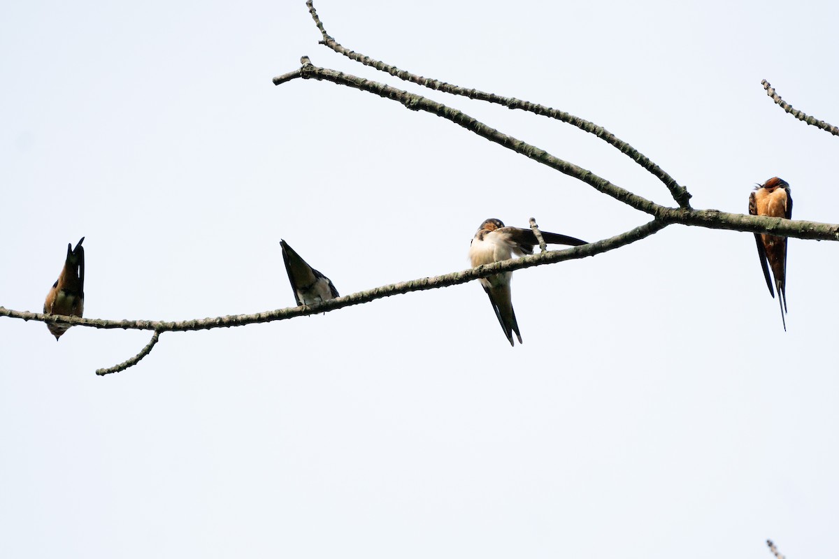 Barn Swallow - Keith Lea