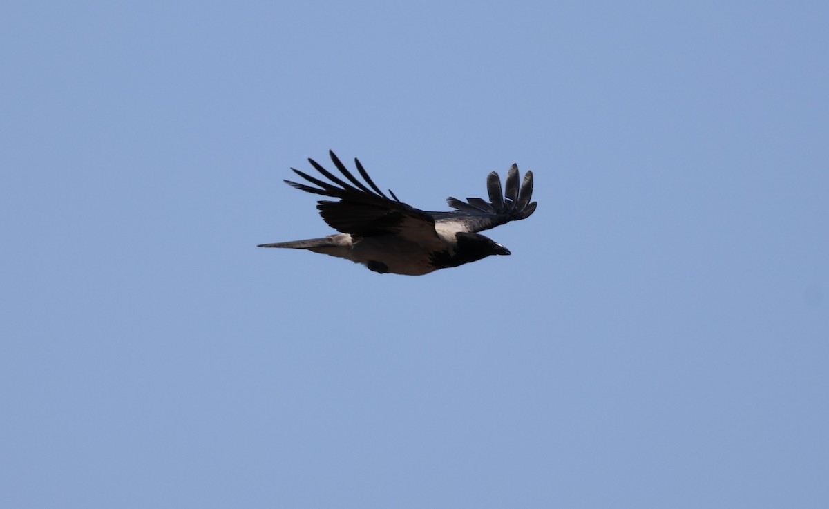 Hooded Crow - ML597083771