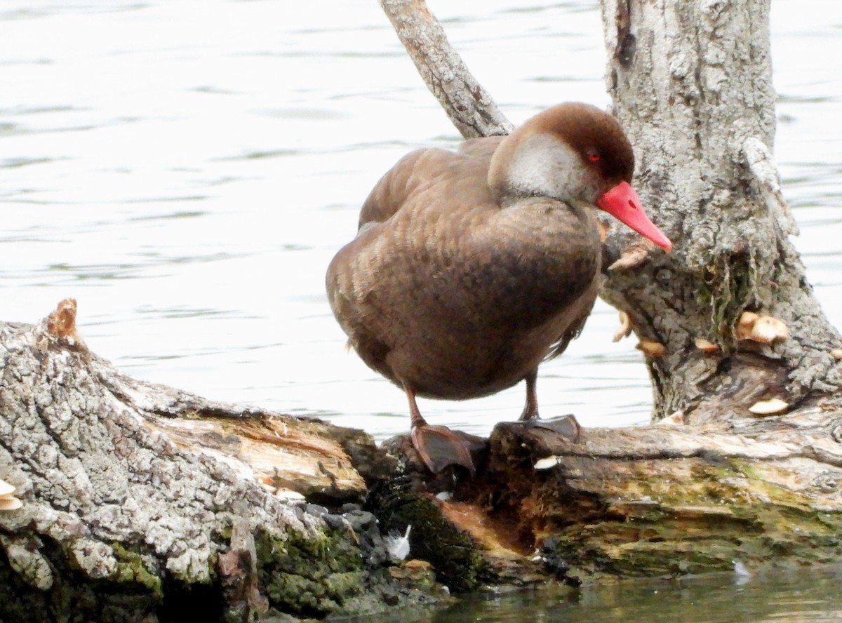 アカハシハジロ - ML597083861