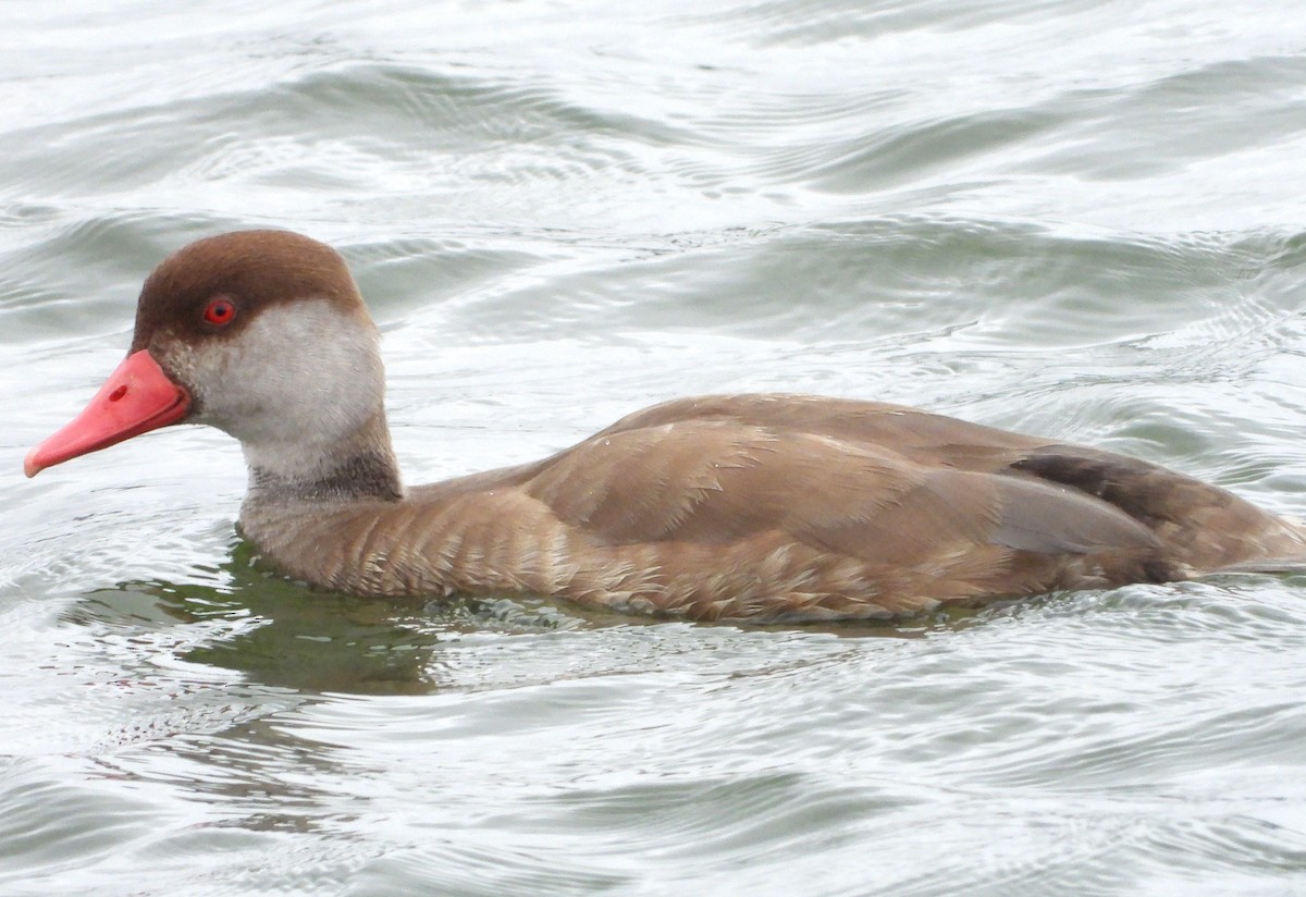 Red-crested Pochard - ML597083881