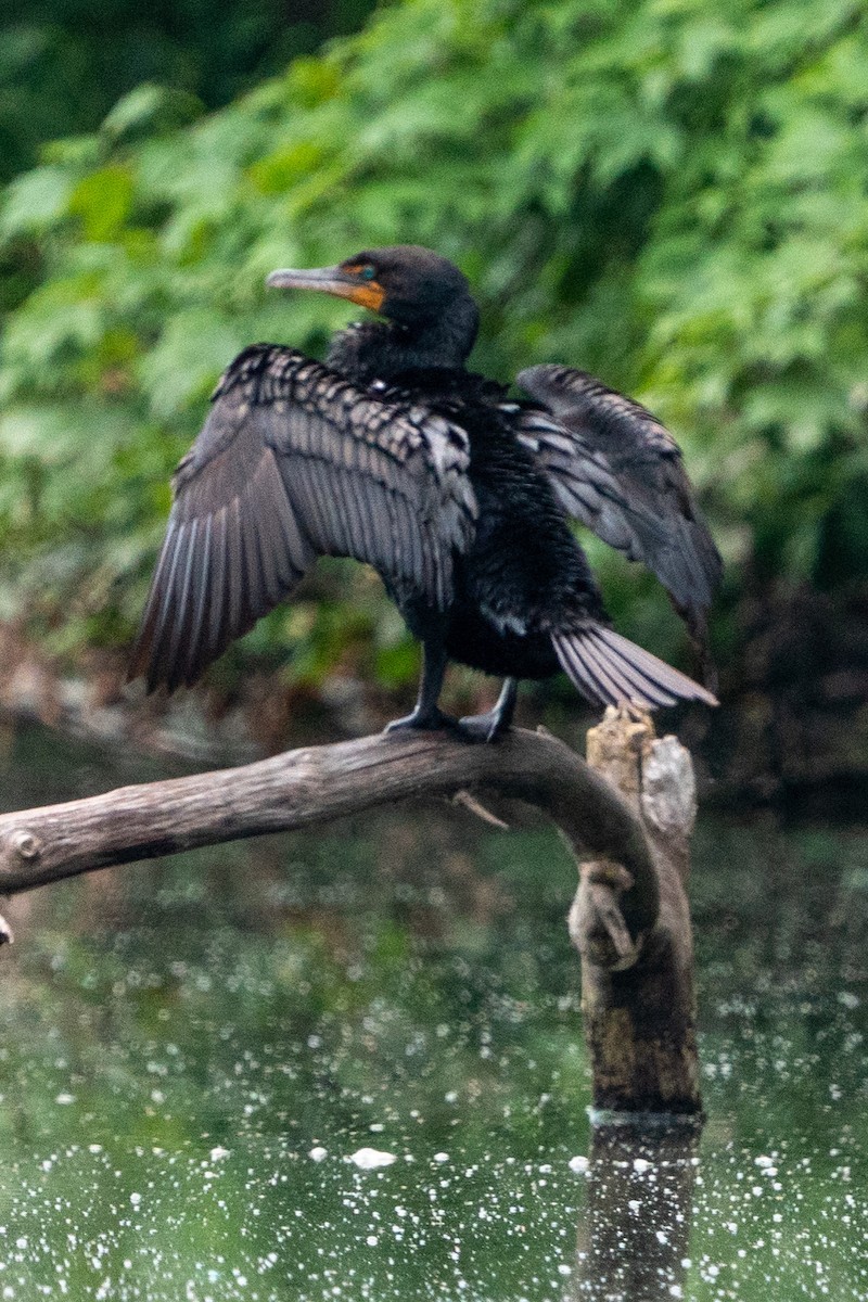 Cormoran à aigrettes - ML597084511