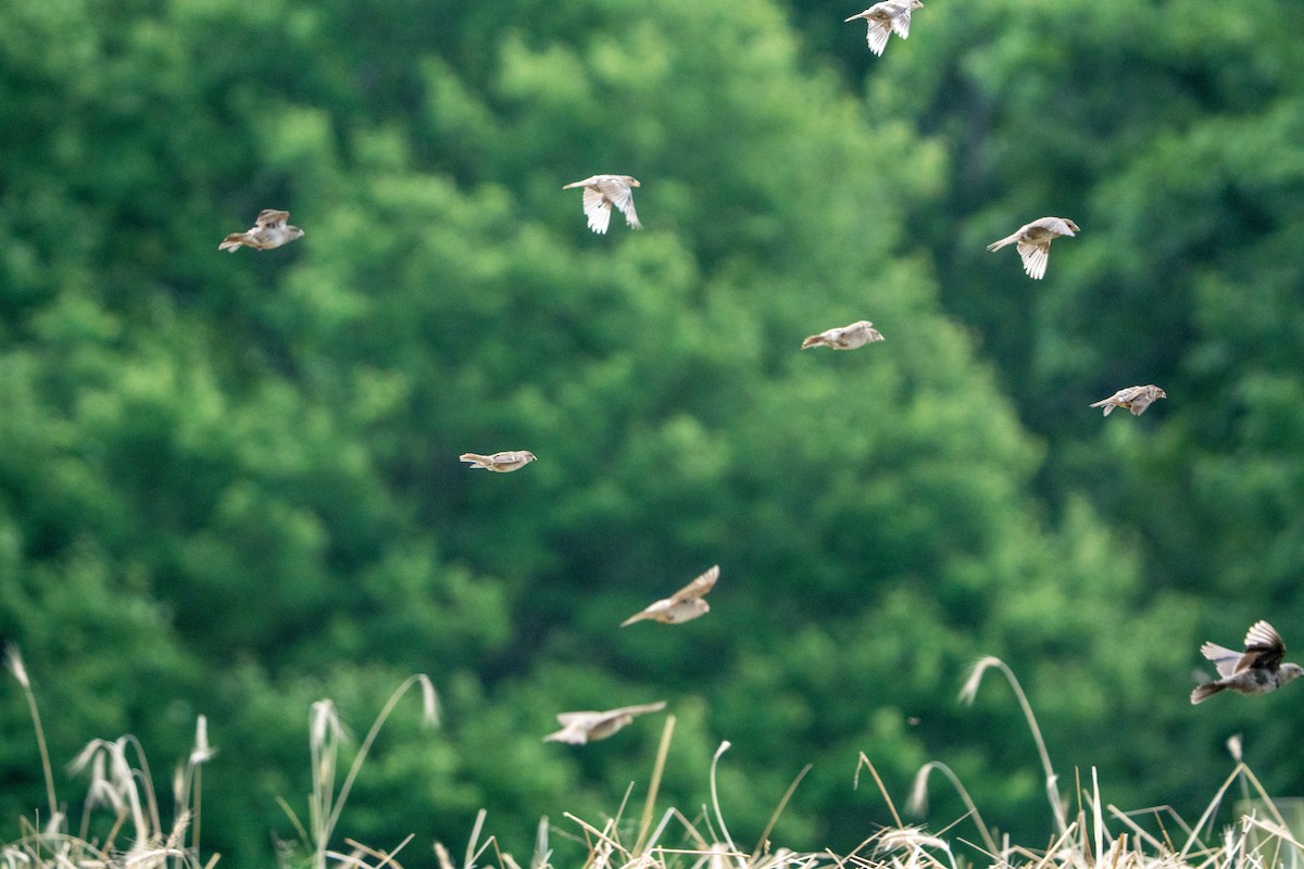 House Sparrow - ML597084921