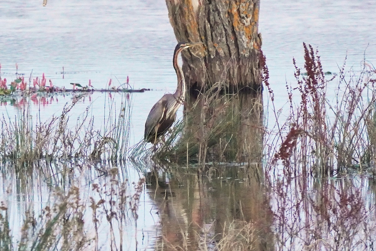 Purple Heron - Miguel Rouco