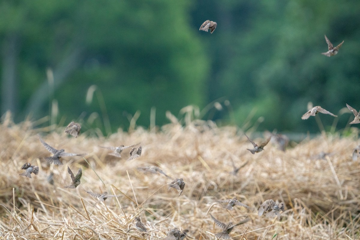 House Sparrow - ML597085071