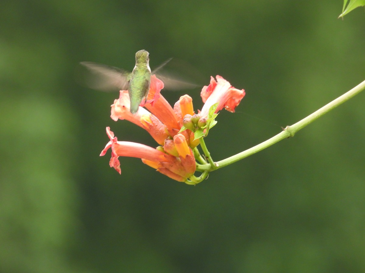 Ruby-throated Hummingbird - ML597085141